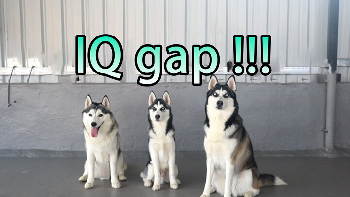 สุนัข|IQ ของฮัสกี้