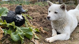 这是只真舔狗，表情很认真