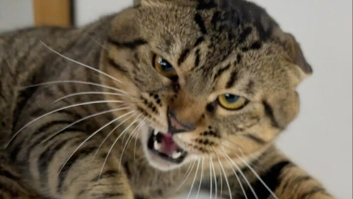 Li Qun: I’m taking on ten of them!