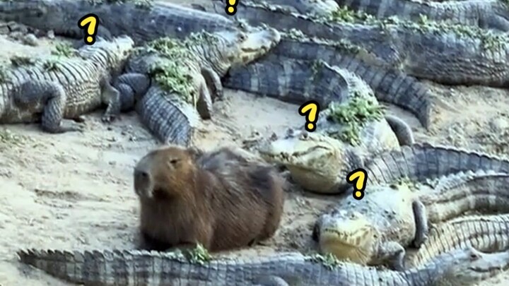 ทำไมจระเข้ถึงไม่กินคาปิบารา?