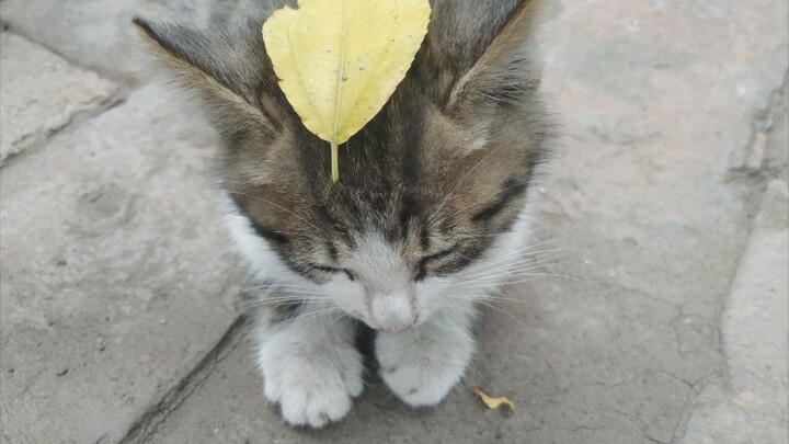 Kucing kecil mengantuk-mengantuk