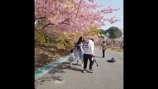 Cherry blossoms."Shanghai Park"