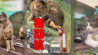 「巨大不明怪物--猫斯拉」‼️日本大阪一家餐厅将沙盘模型和猫咪结合，吸引了不少食客前往