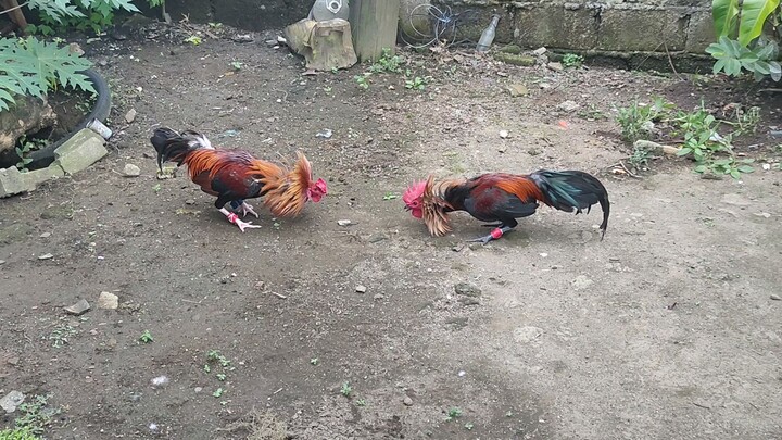 Sbr authentic vs S/F straight GB