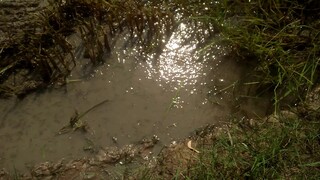 #ในน้ำมีปลา #ในนามีข้าว  ภาพบรรยากาศการเก็บเกียวข้าวนาปรัง  จับปลาข่อน  :03/03/62