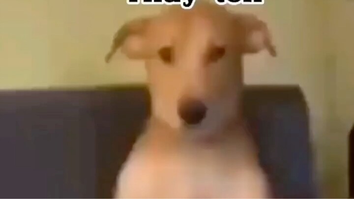 Chó nhà em ngoan lắm🤣