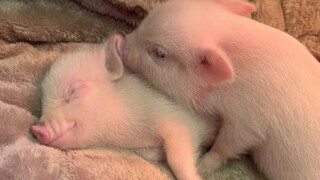 Ingin menjadi seekor babi kecil 🐷