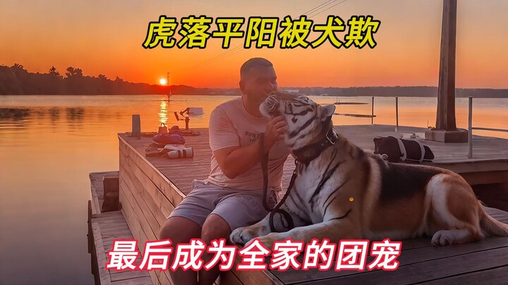 A lost little tiger was bullied by a dog, so an uncle took it home to raise it until it grew up and 