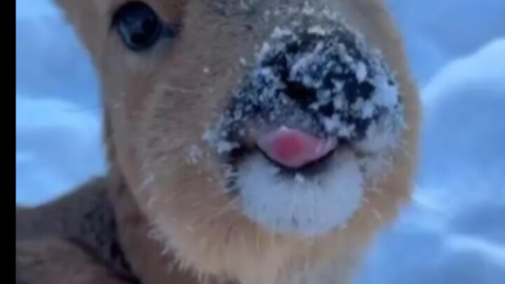 A world where only Grandpa and the audience get fooled has been born! #Squirrel #Cute #Twist