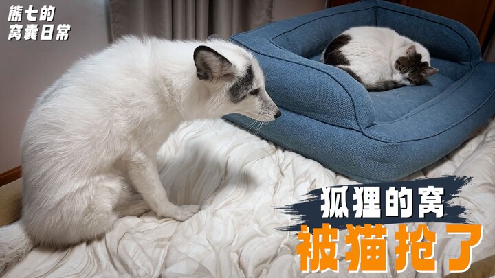 Khi tổ của cáo bị mèo con chiếm mất, tôi có nên giúp nó đòi lại không?