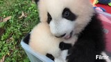 [Animals]Cute moments of pandas