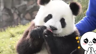 [Panda] One-year-old Panda Ask for a Carrot After Finishing an Apple