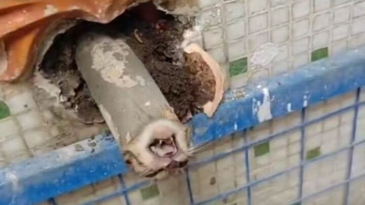 Hậu kỳ Trúc Đồng Cơ Mễ