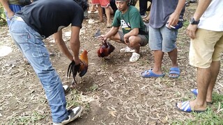 lakas Ng loob Ng kalaban laki Ng manok namin,,,kawawa tuloy sila