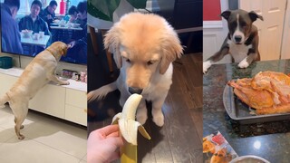 Anjing: Aku hanya menggigitnya