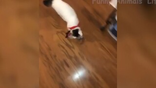 Những con người ngốc nghếch nhất hành tinh #60