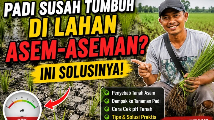 Padi Susah Tumbuh di Lahan Asem-aseman? Ini Solusinya