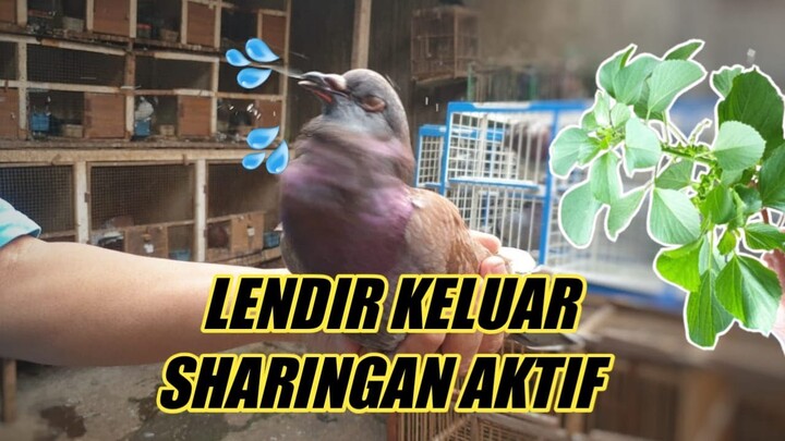 MENGHIDUPKAN MATA SHARINGGAN MERPATI | Dara Manisku