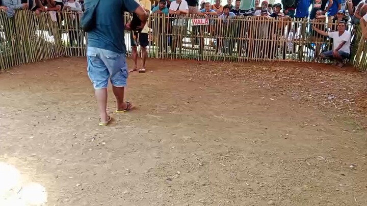red vs red na 7/10 ang aking stag
