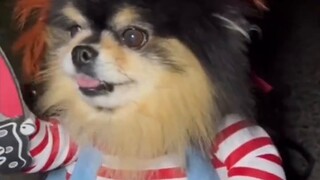🐴Animal Comedy Pt.9 【My Pet 🦆's First Swim】🐶