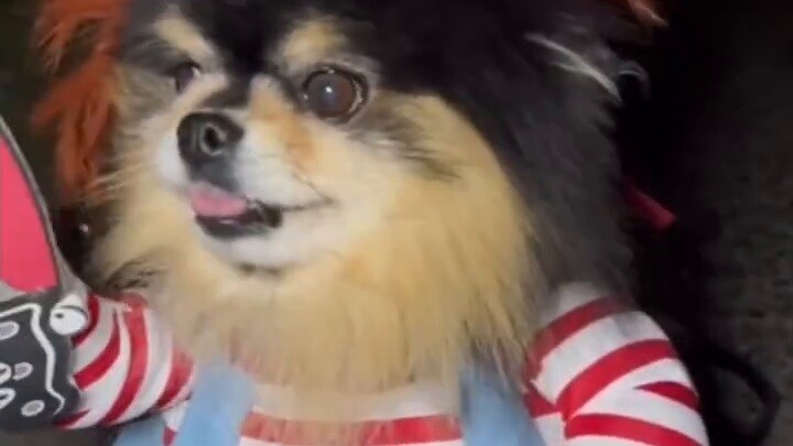 🐴Animal Comedy Pt.9 【My Pet 🦆's First Swim】🐶