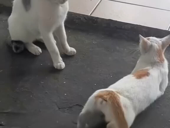 Kamu itu apa, kucing jantan?