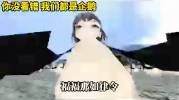 Bạn gửi hoa biến thành cô mèo xinh xắn 🌹🌹🌹