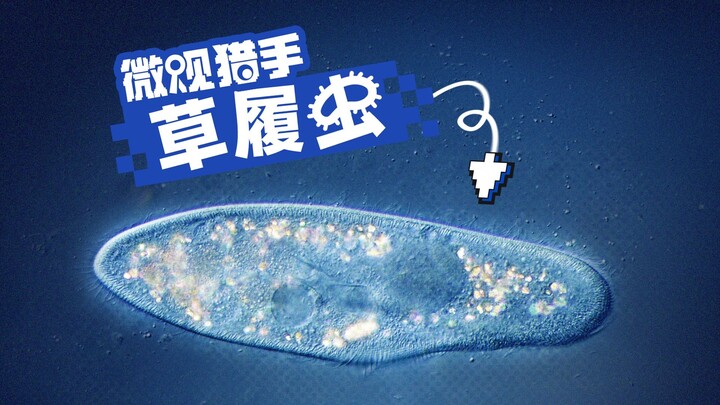 Video chuyển động | “Diễn viên kỳ cựu” trong sách giáo khoa trung học: Động vật nguyên sinh Parameci