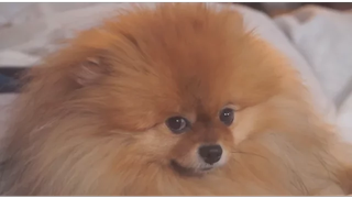 การรวบรวมวิดีโอ Pomeranian ที่สนุกและน่ารักที่สุด - วิดีโอสุนัขตลก