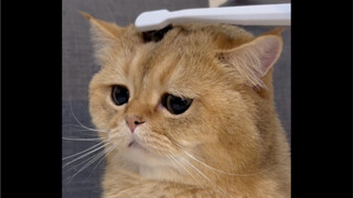 I heard that if you brush a kitten's head with a toothbrush, it will remind him of his mother.