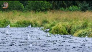 Wildlife | Survive Life | Hindi Dubbed | 4K-HD Video