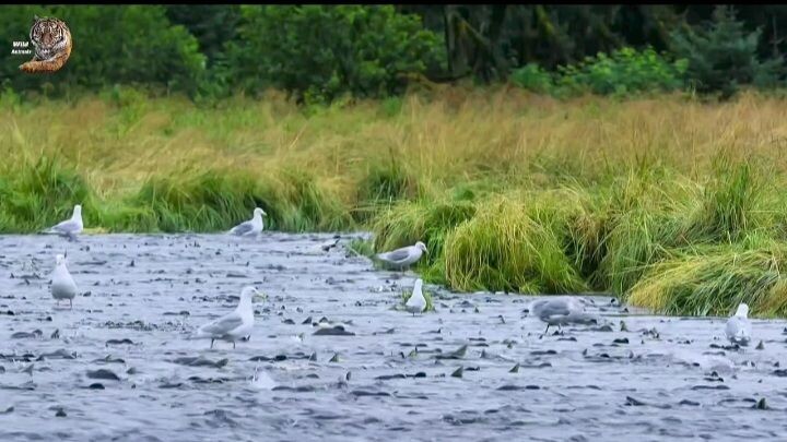 Wildlife | Survive Life | Hindi Dubbed | 4K-HD Video