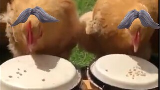 โรยข้าวสารลงบนกลอง ไก่จะตีมันได้ดีกว่าคุณ