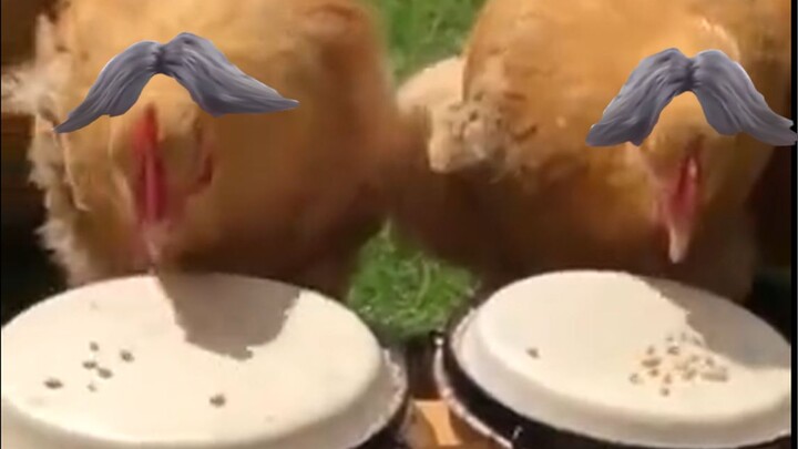 Sprinkle some rice on the drum, and chickens will beat it better than you