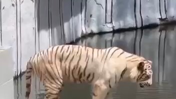 เสือขาว พ่นน้ำ