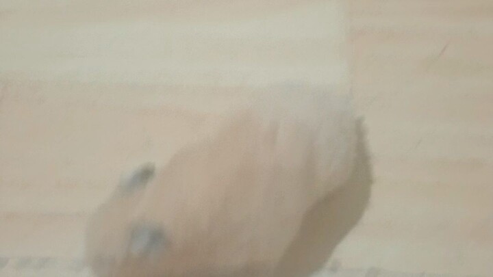 chuột nhà em nó khôn lắm