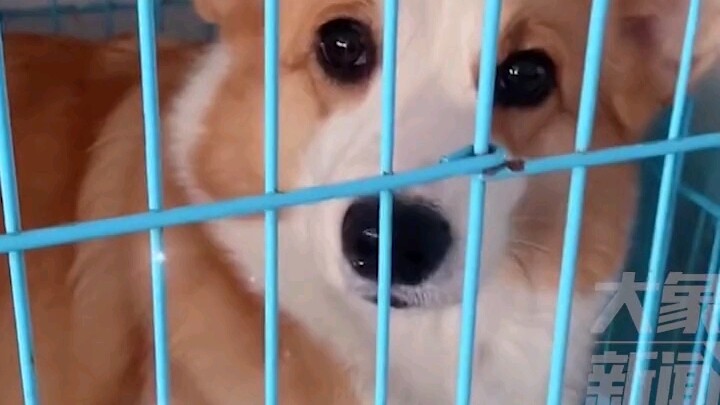 After Corgi gobbled down a cream puff, it refused to touch its dog food—and ended up starving itself