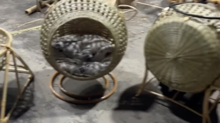 A decade of obscurity for the bamboo craftsman—then a single cat nest breathes new life into his fam