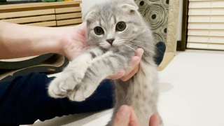 Kitten Lulu makes too much noise and her important beard breaks