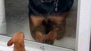 Cute Puppy vs Big Dog – The Stare-Off Begins! #CutePets #DogTok #FunnyAnimals #PetLovers #ViralDogs