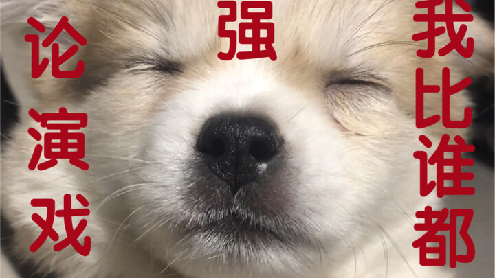 I can’t take it anymore! Today I’m exposing this scheming dog—almost drove its owner crazy with frus