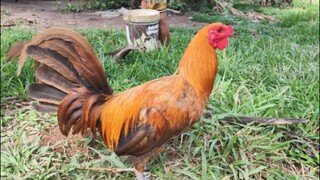 Barugo Cockpit arena (2hits champion) - Ormoc Gold -Aya dulag #backyard