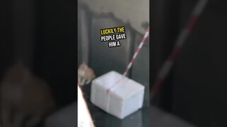The man heard a strange sound and something unexpected happened! 🥺❤️ #shorts #kindness