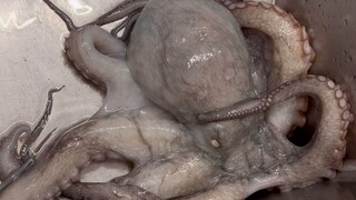 活的！大的！会动的！大章鱼来了！