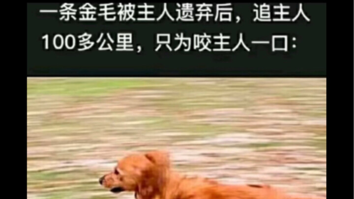 Meme kocak｜Meski cuma dua tulang di 100 km, tetap harus lari!