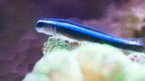 Ikan pembersih Blue Neon Goby