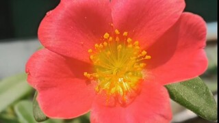 My garden greeted me with a new story today.