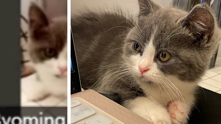 Setelah kucing kecil bantu aku ikut kelas online, nama asliku ketahuan!