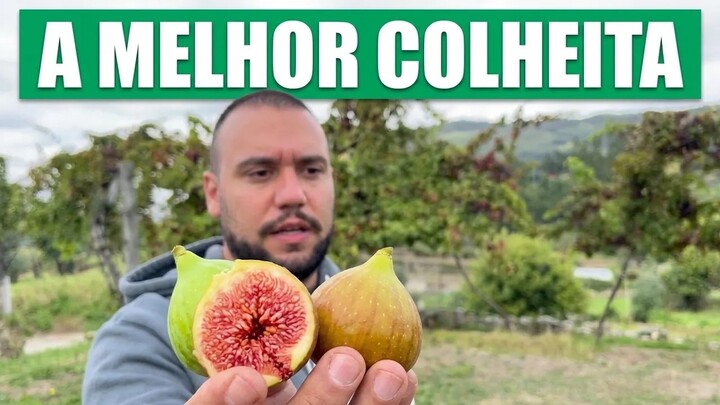 COLHEITA NO NORTE DE PORTUGAL: NOSSA QUINTA 2026