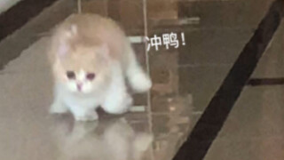 Walking towards the mother duck with a step that does not recognize any relatives